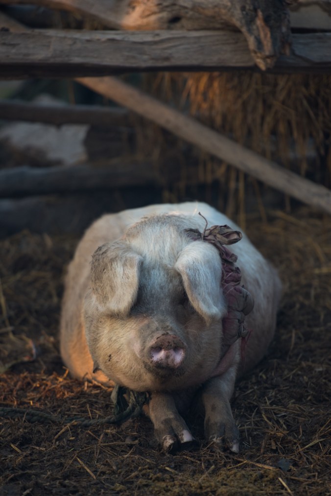 village-life-big-piggy